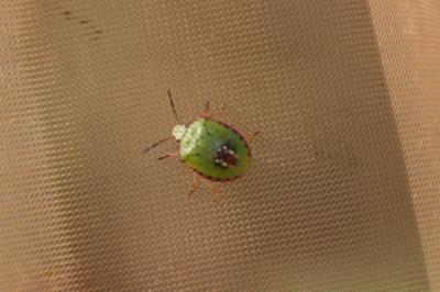 <i>Nezara viridula</i>