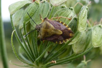 <i>Carpocoris purpureipennis</i>