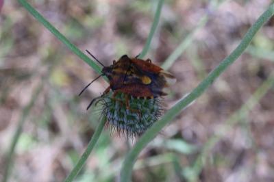 <i>Carpocoris purpureipennis</i>