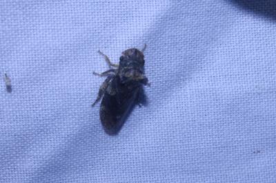 <i>Ledra aurita</i>