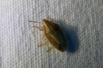 <i>Aelia acuminata</i>