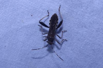 <i>Camptopus lateralis</i>