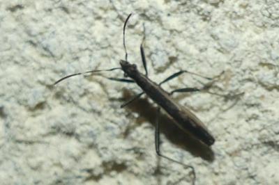 <i>Micrelytra fossularum</i>