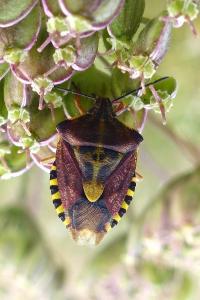 <i>Carpocoris purpureipennis</i>