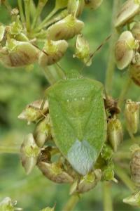<i>Nezara viridula</i>