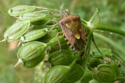 <i>Dolycoris baccarum</i>