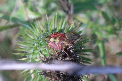 <i>Carpocoris purpureipennis</i>