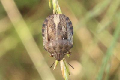 <i>Eurygaster maura</i>