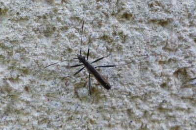 <i>Micrelytra fossularum</i>