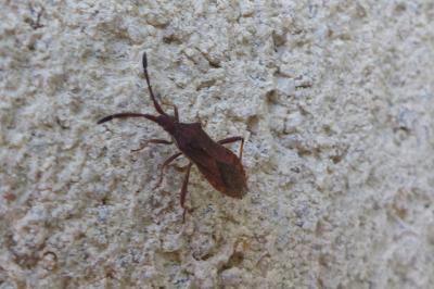 <i>Coriomeris denticulatus</i>