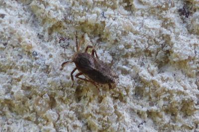 <i>Asiraca clavicornis</i>