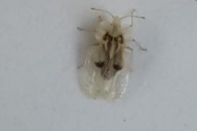 <i>Corythucha ciliata</i>