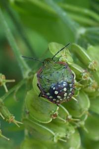 <i>Nezara viridula</i>