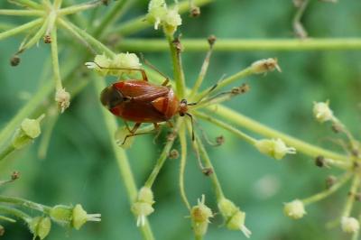 <i>Deraeocoris ruber</i>