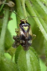 <i>Orthops</i>