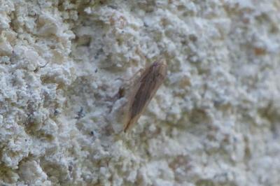 <i>Mocydia crocea</i>