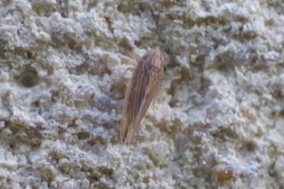 <i>Mocydia crocea</i>