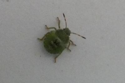 <i>Palomena prasina</i>