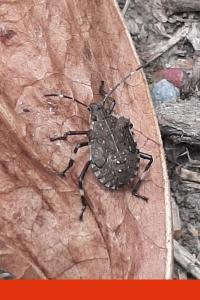 <i>Halyomorpha halys</i>