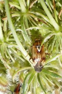 <i>Lygus pratensis</i>