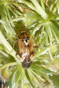 <i>Lygus pratensis</i>
