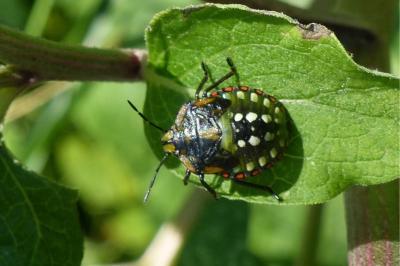 <i>Nezara viridula</i>