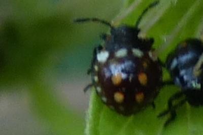 <i>Nezara viridula</i>
