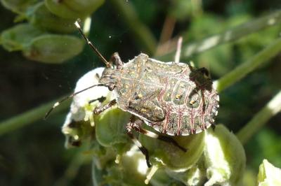 <i>Halyomorpha halys</i>