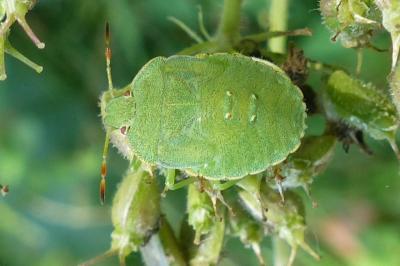 <i>Palomena prasina</i>