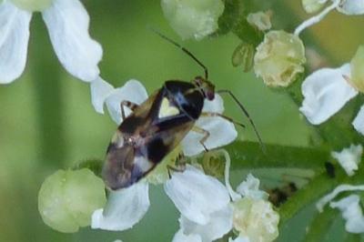 <i>Orthops</i>