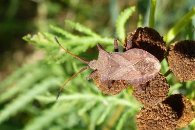 <i>Coreus marginatus</i>