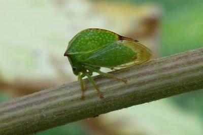 <i>Stictocephala alta</i>