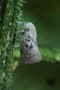 <i>Metcalfa pruinosa</i>