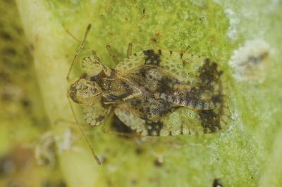 <i>Stephanitis pyri</i>