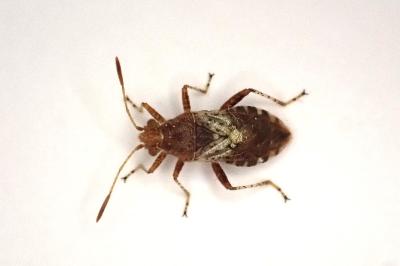 <i>Rhopalus subrufus</i>
