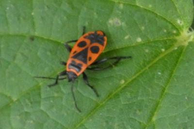 Pyrrhocoris apterus