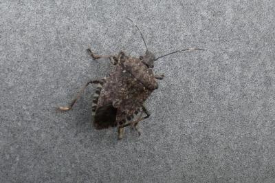<i>Halyomorpha halys</i>