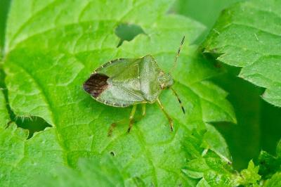 <i>Palomena prasina</i>