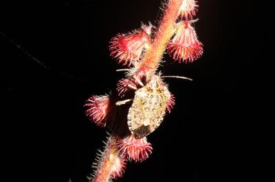 <i>Halyomorpha halys</i>