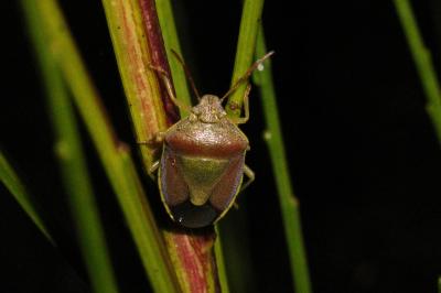 <i>Piezodorus lituratus</i>
