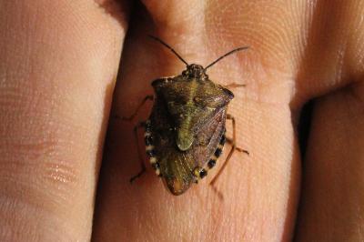 <i>Carpocoris purpureipennis</i>