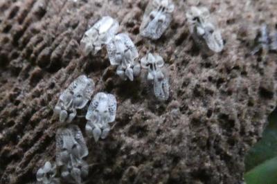 <i>Corythucha ciliata</i>