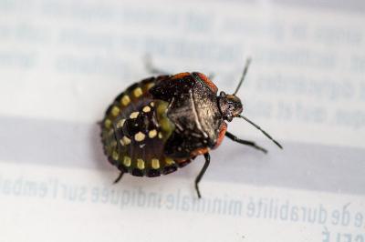 <i>Nezara viridula</i>