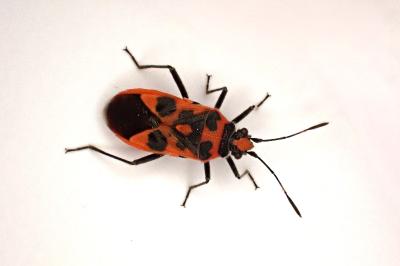 <i>Corizus hyoscyami</i>