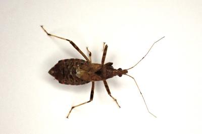 <i>Himacerus apterus</i>