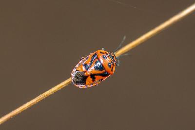 <i>Eurydema ornata</i>