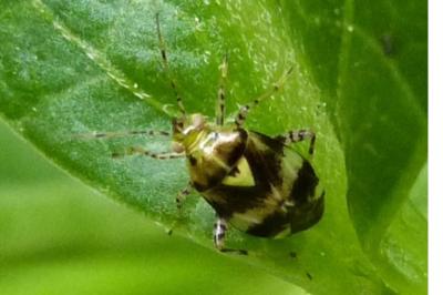 <i>Liocoris tripustulatus</i>