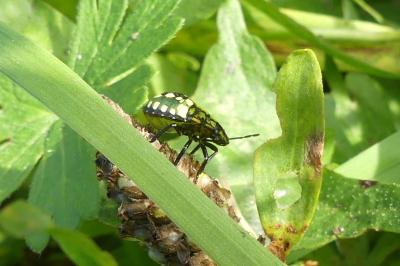 <i>Nezara viridula</i>