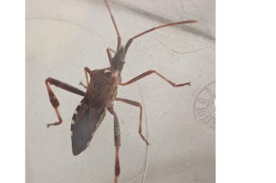 <i>Leptoglossus occidentalis</i>