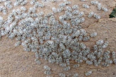 <i>Corythucha ciliata</i>